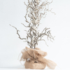 Classical tree light